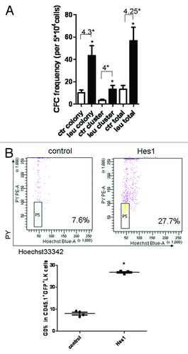 Figure 7. The function and cell cycle analyses of HSPCs in Hes1 and control model. On day 10 after transplantation, GFP+CD45.1+ cells were sorted for colony-forming cell (CFC) assay (A). The cell cycle of CD45.1+ GFP+ HSPCs was analyzed with Hoechst/PY (B).