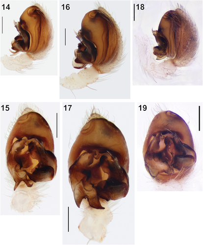 Figures 14–19. Male palp of Turanobius leptonychus sp. n. (14, 15), T. hissaricus sp. n. (16, 17) and T. ferdowsii comb. n. (18, 19). 14, 16, 18 – retrolateral; 15, 17, 19 – ventral. 18, 19 reproduced from Fomichev (Citation2022). Scale bars: 0.2 mm.