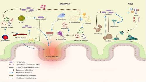 Figure 2. Interaction between different members of the eukaryotic and viral microbiota during Clostridioides difficile (CD) infection. Blastocystis has been associated with increased microbial richness, resulting in a state of protection against various intestinal diseases. It has also been associated with increased abundance of Bifidobacterium, a genus capable of triggering an increase in intestinal inflammatory activity. Entamoeba coli has been associated with an increased abundance of Akkermansia muciniphila and intestinal microbial structure comparable to that of healthy subjects. E. histolytica is associated with increased prevalence of Prevotella copri which is sometimes used as a biomarker for diarrheal disease in cases of amoebiasis and inflammatory bowel disease. Giardia. This protozoan has been associated with increased Prevotella prevalence and decreases in beneficial bacteria populations. Nematodes. Co-infection by Ascaris lumbricoides and Trichuris trichiura leads to increased abundance of beneficial bacteria; such change could lead to asymptomatic infection by other pathogens. Fungi. Saccharomyces boulardii has been associated with in vivo and in vitro CD growth inhibition. The opposite occurs with Candida (a genus that can enhance bacillus growth); however, it has also been shown that the bacillus inhibits the growth of different species of the fungus. Penicillium has been associated with increased CD, taking advantage of imbalance in microbiota caused by the bacillus. Virus. Although different viruses have been described as forming part of the intestinal microbiota (rotavirus, astrovirus, calicivirus, norovirus, hepatitis E virus, coronavirus, torovirus, and adenovirus predominating), their roles or intestinal interactions are unclear. Phages are associated with microbiota establishment after fecal microbiota transplantation