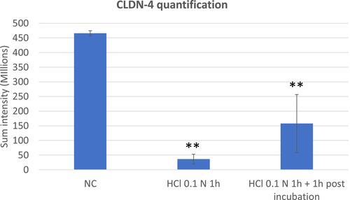 Figure 6 CLDN-4 quantification performed on triplicate series of HO2E/12 tissues treated with saline solution (NC) or exposed to HCl 0.1N (pH 1.2) for 1h without (series HCl 0.1N 1h) or with 1h post incubation period (series HCl 0.1N 1h + 1h post incubation). The signal of CLDN-4 was quantified using Tilescan technology which allows evaluation of the protein expression on the entire tissue section. Statistical significance compared to NC: **p<0.01. Non statistical significance between the two series treated with HCl 0.1N: p > 0.05.
