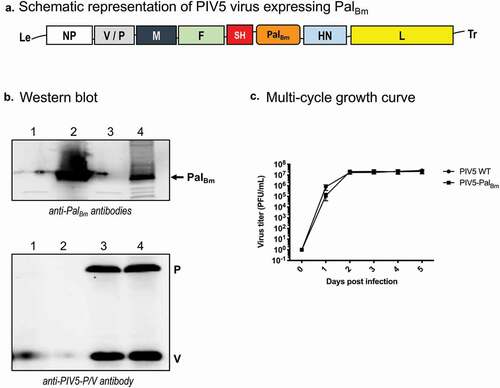 Figure 8. Characterization of recombinant PIV5 virus expressing PalBm. (a) Schematic of PIV5-PalBm vaccine construct. NP, nucleoprotein; V, V protein; P, phosphoprotein; M, matrix protein; F, fusion protein; SH, small hydrophobic protein; HN, hemagglutinin-neuraminidase protein; L, RNA-dependent RNA polymerase; PalBm, B. mallei Pal protein residues 22–170. (b) Equivalent protein amounts of lysates from cells infected with PIV5-PalBm and PIV5 viruses were analyzed by Western blotting with mouse PalBm-specific polyclonal and PIV5-P/V antibodies. Lane 1 = mock infected cells; Lane 2 = purified His-tagged PalBm; Lane 3 = cells infected with WT PIV5 virus; Lane 4 = cells infected with PIV5-PalBm virus (c) MDBK cells were infected in triplicate with PIV5-PalBm and PIV5 viruses at an MOI of 0.01. Aliquots of supernatant from the infected cell cultures were collected at 24-hour intervals for a period of 5 days post-infection and titers were determined by plaque assays using BHK21 cells. The results are expressed as the mean (± standard error of the mean) log10 PFU/mL. There was no statistically significant difference between viruses.