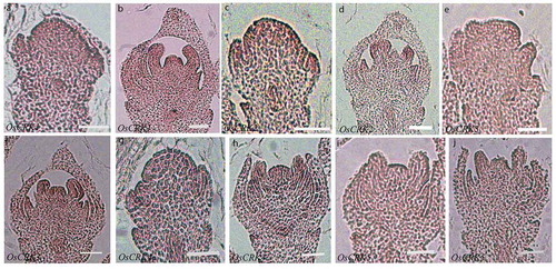 Figure 3. Spatial expression pattern of CRK genes during rice floret development