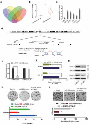 Figure 5. CTNND1 is a target of miR-298. (a) Venn diagram of potential targets of miR-298. (b, c) CTNND1 expression in EC tissues and cell lines. (d) Binding sites between CTNND1 and miR-298. (e) The targeted relationship between CTNND1 and miR-298 was confirmed by Dual-luciferase reporter assay. (f, g) CTNND1 expression levels in Ishikawa cells transfected with miR-NC or miR-298 mimics. (h, i) Overexpressed CTNND1 abolished miR-298 mimics functions toward key EC phenotypes. *P < 0.05.