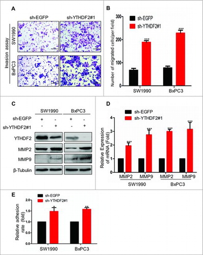 Figure 5. YTHDF2 knockdown promotes the invasion and adhesion ability in pancreatic cancer cells. (A) The invasion ability was examined using BD Matrigel invasion assay in SW1990 and BxPC3 cells transfected with sh-EGFP or sh-YTHDF2#1 plasmids. Magnification, × 20;bars, 50 μm. (B) Invasive cells were counted and analyzed. ***P < 0.001. (C, D)MMP2 and MMP9 were identified using western blotting and real-time PCR in above cells.***P < 0.001. (E) The ability of adhesion was examined using cell adhesion assay in SW1990 and BxPC3 cells transfected with sh-YTHDF2#1 or sh-EGFP plasmids. β-Tubulin was used as a loading control. Data are expressed as mean ± SD. The results are representative of three independent experiments.