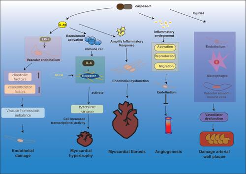 Figure 2 Pathological changes in the cardiovascular system through different pathways of pyroptosis. The release of IL-1β during anxiety is closely related to the release of LDH, and when the vascular endothelium is exposed to LDH and inflammatory substances, the release of diastolic factors decreases and vasoconstrictor factors increase, breaking the homeostasis of vascular homeostasis, leading to endothelial damage. In response to stimuli such as high blood lipids and oxidatively modified LDL, activation of Caspase-1 mediates the pyroptosis and inflammatory response of vascular endothelial cells, macrophages, and vascular smooth muscle cells, leading to vasodilatory dysfunction, formation of necrotic centers, stabilization of atherosclerotic plaques, and ultimately atherosclerosis. The inflammatory environment caused by inflammatory substances such as caspase-1 inhibits the activation, proliferation, and migration of endothelial cells and reduces angiogenesis. IL-1β and IL-18 produced by pyroptosis can recruit and activate other immune cells to induce the synthesis of the inflammatory factor IL-6, which acts as a ligand and, upon binding to the relevant receptor, causes the GP130 attached to it to form a homodimer, and tyrosine kinases are activated to promote increased cellular gene transcriptional activity. Activation of caspase-1 induces cellular pyroptosis and release of the pro-inflammatory factors IL-1β and IL-18 initiates amplification of the inflammatory cascade, leading to endothelial dysfunction, which in turn induces or adds to the development of myocardial fibrosis.