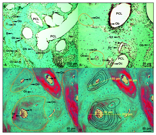 Figure 4. Masson-Goldner trichrome staining – detailed investigation. (AandB) Detailed description of new bone formation within the PCL scaffold. (CandD) Identical images presenting osteons in general (C, orange line) as well as measuring bars to describe the osteon size and the number of lamellae (D); (original magnification: [A] 100x; [B‒D] 200x). Ob, osteoblast; Oc, osteoclast; Ot, osteocyte; On, osteon (orange); H, Haversian canal; fi, fibroblast; bv, blood vessel; rl, resorpition lacuna; e, erythrocyte; fct, firm connective tissue; black dashed line, lamellae; yellow bars, measuring of H or On.
