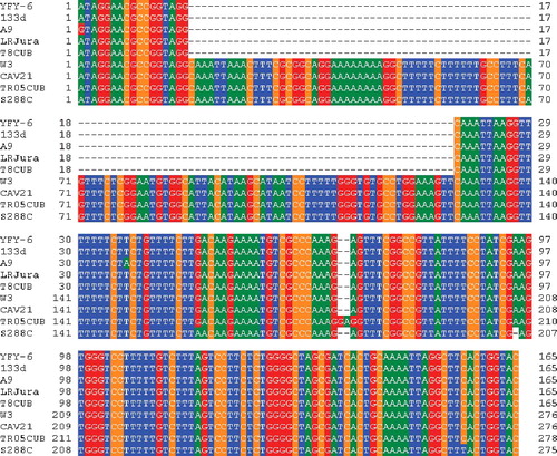 Figure 2. Alignment of the flanking regions of the 111-bp repression sequence in the FLO11 promoter of various S. cerevisiae strains.