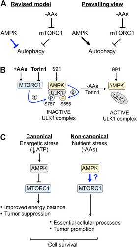Figure 10. Models. (A) Revised model vs. prevailing view for how AMPK controls autophagy induced by amino acid withdrawal. (B) MTORC1- and AMPK-mediated phosphorylation of ULK1 during amino acid sufficiency stabilizes the AMPK-ULK1 interaction. In complete media, active MTORC1 phosphorylates ULK1 S757, stabilizing the AMPK-ULK1 interaction and facilitating the AMPK-mediated phosphorylation of ULK1 S555. These events inactivate the ULK1 complex. Upon amino acid withdrawal or torin1 treatment, the dephosphorylation of ULK1 S757 destabilizes the AMPK-ULK1 interaction, thus reducing the AMPK-mediated phosphorylation of ULK1 S555. These events activate the ULK1 complex. (C) Depending on the cellular context, AMPK exerts different effects on MTORC1 signaling. During energetic stress, AMPK inhibits MTORC1 signaling and thereby suppresses anabolic metabolism, which improves energy balance to promote cell survival. During nutrient stress caused by amino acid deprivation, AMPK contributes to the reactivation of MTORC1 signaling, which supports essential cellular processes to promote cell survival.