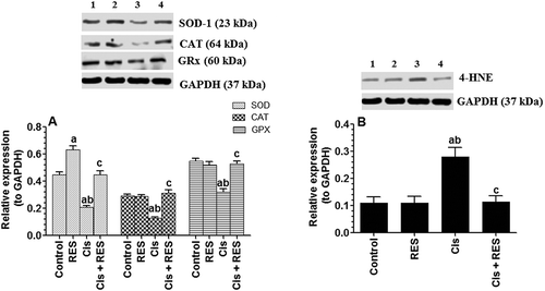 Figure 4. Protein levels of glutathione reductase (GRx), superoxide dismutase (SOD), catalase (CAT) and 4-hydroxynonenal (4HNE) in the testis of all groups of rats as relatively expressed to the reference protein, GAPDH. For western blotting, equal volumes of protein sample (60 µg protein/well) were separated by an SDS electrophoresis, transferred to nitrocellulose membrane and then incubated with the primary and corresponding horseradish peroxidase-conjugated antibodies. Antigen-antibody complexes were then visualized using a Pierce ECL kit and images were quantified using Image J software. Values are expressed as Mean ± SD for 6 rats in each group. Values were considered significantly different at p < 0.05. aSignificantly different when compared to the control group (lane 1), bsignificantly different when compared to resveratrol (RES)-treated group (Lane 2) and csignificantly when compared to cisplatin (Cis)-treated group (Lane 3). Lane 4: Cis +RES-treated group.
