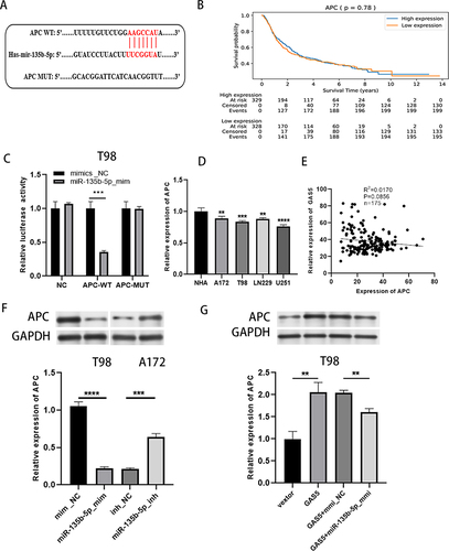 Figure 5 MiR-135b-5p targeted APC and GAS5 regulated APC expression by targeting miR-135b-5p. (A) Starbase was taken to predict the biding sites between APC and miR-135b-5p. (B) CCGA database analysis the relationship between APC expression level and survival rate of glioma patients. (C) Dual luciferase reporter gene assay was implied to exam the interaction between miR-135b-5p and APC. (D) The expression of APC in glioma cells and NHA was detected by qRT-PCR. (E) Relationship between GAS5 and APC expression levels in glioma samples from TCGA database. (F) Western blot was taken to detect the APC expression after increase or inhibition of miR-135b-5p. (G) The expression of APC was detected by western blot after transfected with GAS5, GAS5+ miR-135b-5p_mmic or controls in T98 cells. ** means P < 0.01, *** means P < 0.001, **** means P < 0.0001.