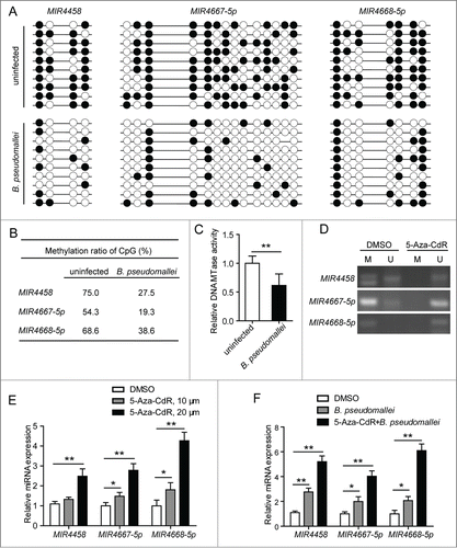 Figure 7. Decrease of promoter methylation and upregulation of MIR4458, MIR4667-5p, and MIR4668-5p in B. pseudomallei-infected A549 cells. (A) Genomic DNA from A549 cells infected with B. pseudomallei for 24 h were subjected to sodium bisulfite sequencing analysis. The frequency of methylated CpGs in the each promoter CpG sites is shown, respectively. Black and white circles correspond to methylated and unmethylated, respectively. (B) The average of methylation at each CpG site within promoters. (C) DNMT1 (DNA MTase) activity assay of nuclear extracts of A549 cells infected with B. pseudomallei for 24 h. (D) Detection of methylation by MS-PCR. A549 cells were treated with DMSO or 5-Aza-CdR (20 μM) for 3 d. M, methylation-specific PCR product; U, unmethylation-specific PCR. (E and F) The expression of MIR4458, MIR4667-5p, and MIR4668-5p was analyzed by qRT-PCR in uninfected or B. pseudomallei-infected A549 cells. A549 cells were treated with 5-Aza-CdR for 3 d at the indicated concentration. Results are represented as mean±SD (*, P < 0.05, **, P < 0.01).