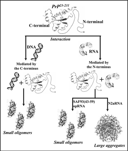 Figure 1 Diagram summarizing the findings obtained when rPrP binds either DNA or RNA. While rPrP binds DNA mainly through the C-terminal domain (left), it binds RNA through its N-terminus (right). Small RNAs (SAF9343–59 and opRNA) bind to PrP but only form small, non-toxic oligomeric species in contrast to N2aRNA binding, which forms large oligomers.
