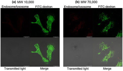 Figure 4. Confocal microscopy of cells 24 h after fET in the presence of (a) FITC-dextran10,000 or (b) FITC-dextran70,000.