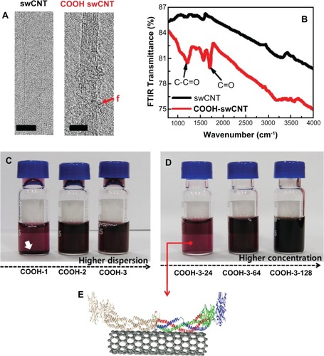 Figure 1 Physiochemical properties, dispersion and concentration of carboxylate swCNTs. (A) TEM images show pristine swCNTs and carboxylate (COOh) swCNTs. (B) FTIR absorbance shows significant carboxylate formation at 1230 and 1720 (cm−1) on COOh-swCNTs. (C) Higher dispersion shows highly dispersed state in media without sediment. (D) Various COOh-3swCNT concentration ranges from 24 to 128 μg/mL in media. (E) A cartoon of the 3D structure of fibrinogen dimers adsorbed on swCNTs.Notes: The red f shows functionalized carboxyl groups. Bars in TEM show 2nm. White arrows designate sediment of swCNTs in DMEM due to less carboxylate swCNTs (COOh-1) compared with COOh-2 and COOh-3swCNTs. Red, green, and blue colors represent the Aα chain, Bβ chain, and γ chain, respectively. The structure of human fibrinogen (PDB code: 3GHG) was obtained from the PDB database (http://www.rcsb.org).Abbreviations: PDB, Protein Data Bank; TEM, transmission electron microscopy.