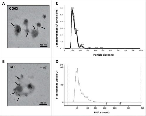 Figure 1. Morphological characterization of breastmilk EVs and size distribution of their RNA cargo. (A) EVs immune-gold labeled by anti-CD63 antibody. (B) EVs immune-gold labeled by anti-CD9 antibody. (C) Concentration and size distribution of EVs in breastmilk by nanoparticle tracking analysis using the NanoSight NS300. (D) Size distribution of EV-encapsulated RNA showing the presence of lncRNAs, as measured by Agilent 2100 Bioanalyzer. Transmission electron microscopy images for (A) and (B) were taken by a JEOL 1200EX microscope. Arrows indicate positive staining.
