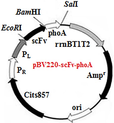 Figure 1. Expression vector pBV220–scFv–phoA.