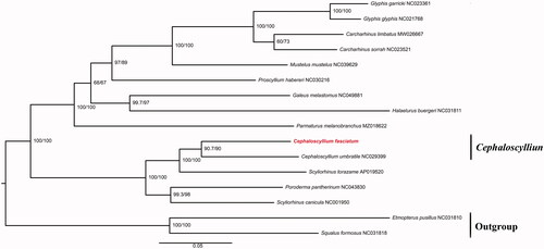 Figure 1. Phylogenetic tree reconstructed by maximum-likelihood (ML) analysis based on 13 protein-coding genes (PCGs) of 16 sharks, including C. fasciatum sequenced (red font) in this study. Numbers below or above branches are assessed by ML bootstrap. Numbers following scientific names are GenBank accessions.