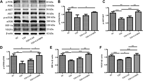 Figure 7 Western blot analysis of PI3K/AKT/mTOR/HIF-1α/VEGFA pathway. (A) Representative protein bands for p-PI3K, PI3K, p-AKT, AKT, p-mTOR, mTOR, HIF-1α, VEGFA, and β-actin. (B–F) Quantification analysis of p-PI3K/PI3K, p-AKT/AKT, p-mTOR/mTOR, HIF-1α/β-actin, and VEGFA/β-actin, respectively. *p < 0.05, **p < 0.01, and ***p < 0.001.