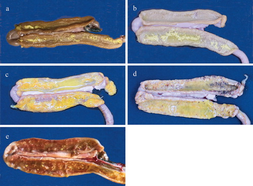 Figure 3. Appearance of macroscopic lesions of E. meleagrimitis in the duodenal mucosa of turkey poults observed 5 days following inoculation. Pictures labelled a (score 0), b (score 1), c (score 2), d (score 3), and e (score 4) represent various grades of lesions.