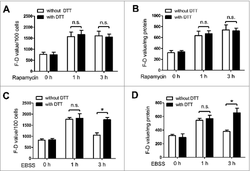 Figure 5. DTT can conditionally rescue the activity of ATG4 in starved cells. (A and B) After treatment with 0.5 μM rapamycin for the indicated times, NRK cells were incubated with DMEM medium in the presence or absence of 2 mM DTT for 40 min. Then the cells were incubated with 0.5 μM AU4S or AG4R for 40 min. Subsequently, the cells were resuspended in PBS after 3 washes with medium, and then the fluorescence intensity was detected by flow cytometry (A) or with a fluorescence microplate reader (B). The F-D values were calculated and normalized as in Fig. 4C and 4D. (C and D) After an overnight incubation in complete medium, NRK cells were cultured in EBSS medium for the indicated times. Then the cells were incubated with DMEM medium in the presence or absence of 2 mM DTT for 40 min. Subsequently, the cells were incubated with 0.5 μM AU4S or AG4R for 40 min, and then the fluorescence intensity was examined by flow cytometry (C) or with a fluorescence microplate reader (D) as in (A) and (B) respectively. Data are mean ± SD from 3 experiments. n.s.: no significance; *: P <0.05.