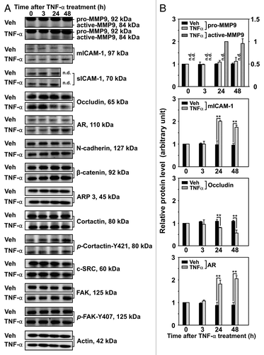 Figure 3. Effects of TNFα on the steady-state levels of integral membrane, scaffolding and regulatory proteins in Sertoli cells in vitro. Sertoli cells were cultured at high density on Matrigel™-coated 12-well dishes as described in Materials and Methods. On day 4 (designated as 0 h in this figure), TNFα (25 ng/ml) was added into Sertoli cell cultures, and cells were terminated at specific time points thereafter for lysate preparation. TNFα was dissolved in 10 mM NaH2PO4 pH 7.4 at 22°C containing 0.15 M NaCl and 0.1% BSA (wt/vol). The control consisted of culturing Sertoli cells in media containing an equivalent amount of BSA. (A) Immunoblots of selected proteins involved in the regulation and in the maintenance of Sertoli cell barrier function. Actin served as an indicator of equal protein loading. (B) Histograms summarizing results shown in (A) from at least three independent experiments. Histograms are not shown for proteins whose levels did not change significantly. Each data point was normalized against its corresponding actin data point and then against the protein level at 0 h, which was arbitrarily set as 1. Each bar represents the mean ± SD of n = 3–4 experiments. **p < 0.01 (ANOVA followed by Dunnett's post-hoc test). n.d., not determined.