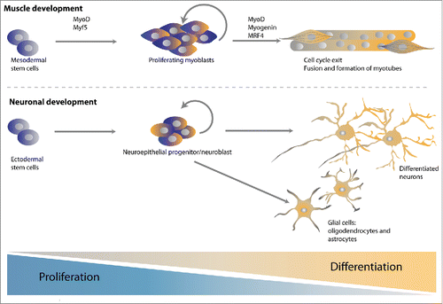 Figure 2. Model systems to study the coordination of cell cycle exit and differentiation. Both muscle and neuronal development has served as powerful model systems to study the temporal coupling between cell cycle exit and differentiation. Differentiated muscle cells and neurons are formed from precursor cells that first become lineage restricted, then committed precursors that continue proliferative divisions, and finally terminally differentiated post-mitotic cells. This requires the activation of myogenic and pro-neuronal transcription factors and is often accompanied by the upregulation of negative cell cycle regulators.