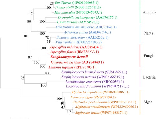 Figure 4. Phylogenetic analysis of HMGR protein between S. baumii and other species.