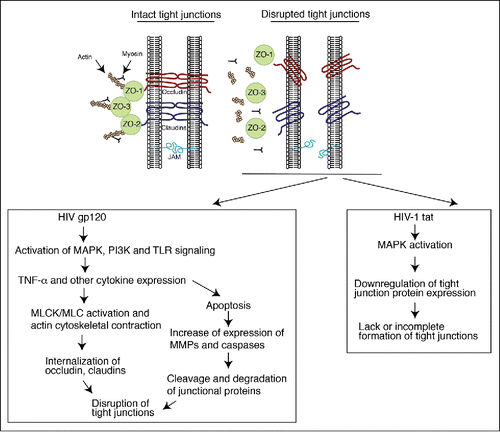 Figure 2. Model of HIV-associated disruption of tight junctions in initial HIV entry and systemic HIV/AIDS disease. (Upper panel) Tight junctions are formed between epithelial cells of oral, genital and intestinal mucosa by lateral interaction of integral membrane proteins occludin and claudins, which are associated with the cytoplasmic proteins ZO-1, ZO-2, and ZO-3. These proteins themselves link occludin and claudins to the actin cytoskeleton. Junctional adhesion molecule 1 (JAM-1) is also localized at the tight junctions of mucosal epithelia. (Lower left panel) HIV-associated disruption of mucosal epithelium may occur upon initial infection of HIV and during systemic HIV/AIDS disease. Initial HIV gp120 interaction with mucosal epithelia is facilitated by binding of viral gp120 to one or more HIV coreceptors (GalCer, CCR5 and/or CXCR4), as well as to HSPG, TLR2 and TLR4. Such interaction activates MAPK, PI3K and/or TLR signaling, leading to upregulation of proinflammatory cytokines, including TNF-α, which induce the activation of MLCK and MLC phosphorylation and actin cytoskeletal contraction. These events induce mislocalization of ZO-1 from junctional areas and internalization of occludin and claudins 1, 3 and 4 from assembled junctions. An increase in the expression of proinflammatory cytokines may activate the apoptotic pathway in epithelial cells, leading to MMP- and/or caspase-mediated degradation of junctional proteins. Disruption of epithelial tight junctions facilitates opening of the paracellular space between epithelial cells and paracellular penetration by HIV. During HIV/AIDS disease, HIV-infected subepithelial CD4+ lymphocytes, LC/DC and macrophages migrate into the mucosal epithelium and release virions and envelope protein gp120, which disrupt epithelial junctions. In addition, HIV-infected cells secrete the viral transactivator protein tat, which also contributes to the disruption of tight junctions. (Lower right panel) HIV tat binds to integrins and induces MAPK activation, which downregulates expression of tight junction proteins ZO-1, occludin, and claudins 1, 3 and 4. The lack of expression of tight junction proteins leads to a lack or incomplete formation of tight junctions.