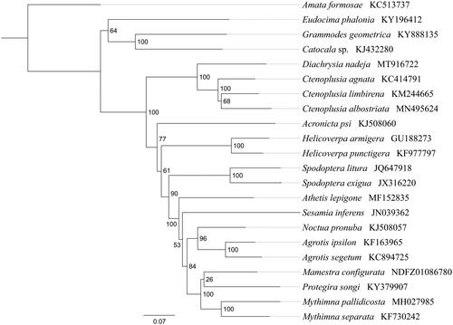 Figure 1. Phylogenetic relationships based on the 13 mitochondrial protein-coding genes sequences inferred from RaxML. Numbers on branches are Bootstrap support values (BS).