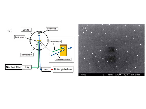 Figure 4. (a) Schematic of experimental setup. The sample holder with the CuCl target for ablation is set at the center of the cryostat. Inset: the manipulation laser passes through the pinhole on the sample holder. (b) SEM image of nanoparticles on a silicon substrate irradiated by the manipulation laser. Particles with diameters ranging from 10 nm to 50 nm are observed. (Reprinted with permission from Ref [Citation33].)