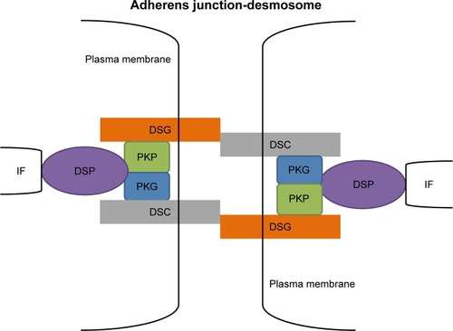 Figure 1 A model for the structure of desmosomes.