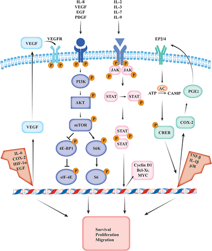 Figure 2 VEGF, mTOR, STAT, and COX-2 inflammation-related signaling pathways involved in head and neck squamous cell carcinoma progression.