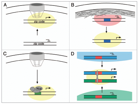 Figure 1 Gene relocalization within the nucleus associated with changes in expression. (A) Genes in yeast, and perhaps other organisms, associate with the nuclear pore complex upon activation. Interaction of the INO1 and TSA2 genes with the NPC requires DNA zip codes in their promoters and promotes their expression, perhaps because of a high local concentration of factors that promote transcription (yellow cloud). (B) Genes that are induced during development often relocalize away from the nuclear periphery upon activation. Interaction with the nuclear lamina is associated with transcriptional repression (red cloud). It is possible that cis-acting DNA elements within such genes (blue box) might either target them to the nuclear lamina when repressed or target them to an internal site when activated. (C) Some Drosophila genes interact with NPC proteins such as Nup153, Nup98, Sec13 and Mtor in the nucleoplasm and this promotes their expression. It is possible that cis-acting DNA elements (green box) control the interaction with NPC proteins specifically within the nucleoplasm. (D) Co-regulated genes from different chromosomes can cluster together upon activation, a phenomenon known as “gene kissing”. These genes often relocalize from within chromosome territories to the inter-chromosomal space. Colocalization of genes at “transcription factories” requires transcriptional regulators (grey ovals) that bind to cis-acting DNA elements (red boxes).