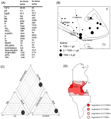 Figure 11. (A) Geochemical composition of Ain Cherfa (near Jebel Ben Younes) and Ain Soltan (near Jebel Orbata) (data provided by CRDA Gafsa). (B) Distribution pattern of the salinity in the groundwaters near Gafsa. (C) Piper plot of the water samples from Ain Cherfa and Ain Soltan. (D) Geothermal gradient map of Gafsa (modified from Ben Dhia, Citation1990).