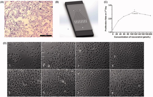 Figure 5. Resveratrol screening on microfluidic device. (A) Toluidine blue staining of chondrocytes. (B) Microfluidic device. (C) Chondrocyte proliferation curve on third day with different concentrations of resveratrol on microfluidic device. (D) The growth conditions of chondrocyte in parallel cell culture chambers. Scale bar =100 μm. Values are presented as mean ± SD. * p < .05.