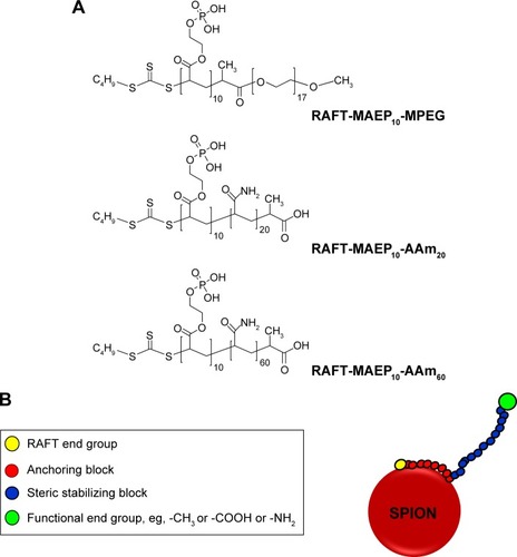 Figure 1 Representative structures of (A) Polymeric stabilizers used in this study. (B) A diagram of sterically stabilized SPIONs.Abbreviations: SPION, superparamagnetic iron oxide nanoparticle; RAFT, reversible addition fragmentation chain transfer; MAEP, monoacryloxyethyl phosphate; AAm, acrylamide; MPEG, methoxypolyethylene glycol.