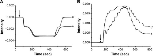 Figure 5 SPR responses of Au films modified with GCS13-CMβ-CD NPs (a′, b′) or DOX-GCS13-CMβ-CD NPs (a, b) when injected with pH 5.0 PBS (A) and pH 7.4 PBS (B). The arrows in (A) and (B) indicate the time the injections were performed.Notes: pH 6.0 PBS was used as the carrier solution in experiment. All results were repeated for three times.Abbreviations: DOX, doxorubicin hydrochloride; GCS, glycol chitosan; CMβ-CD, carboxymethyl–β-cyclodextrin; NPs, nanoparticles; PBS, phosphate-buffered saline; sec, seconds.