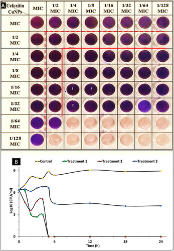 Figure 4. (A) Checkerboard assay to test the synergistic interaction of combined cefoxitin and CuO-NPs against S. aureus SA-325. (Pink colour indicates to growth of the bacteria and blue means the bacteria was inhibited by the combination). (B) Killing curves for cefoxitin and CuO-NPs at different treatments 1, 2, 3 and control.