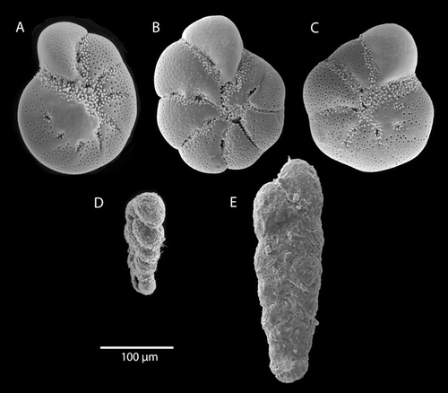 Figure 3 SEM Photomicrograph of foraminifera species Elphidium excavatum f. clavatum (A), Elphidium subarcticum (B), Elphidium frigidum (C), and Textularia earlandi (D, E).