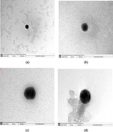 Figure 3 Transmission electron microscopy pictures.
