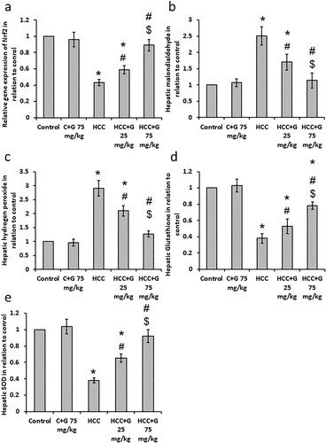 Figure 1. Effect of genistein at 25 and 75 mg/kg on hepatic oxidative stress and antioxidant markers. (a) gene expression of Nrf2, (b) Malondialdehyde, (c) hydrogen peroxide, (d) superoxide dismutase and (e) reduced glutathione levels compared with the normal control in TAA-induced HCC rats. Data are expressed as the mean ± SEM, *P < 0.05 vs. control; #P < 0.05 vs. HCC group; and $P < 0.05 versus, HCC + 75 mg/kg genistein group. HCC, hepatocellular carcinoma; TAA, thioacetamide; C, control; G, genistein.