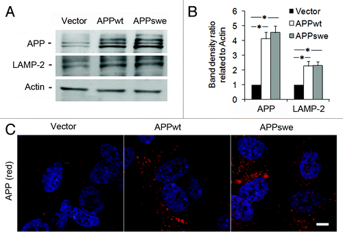 Figure 1. Levels of APP and LAMP-2 in RA-differentiated SH-SY5Y neuroblastoma cells stably transfected with vector, APPwt or APPswe. (A) Representative western blots for APP (using the 6E10 antibody), LAMP-2 and actin (loading control). (B) Quantification of APP and LAMP-2 band optical densities normalized against actin levels. The intracellular content of both APP and LAMP-2 was significantly increased in APPwt and APPswe cells as compared with vector controls (*p < 0.05; n = 3). (C) Confocal microscopy images of SH-SY5Y cells immunostained for APP (red fluorescence). Nuclei were stained by DAPI (blue fluorescence). APP immunoreactivity was apparently higher in APPwt and APPswe cells as compared with vector controls (n = 3). Bar, 20 μm.