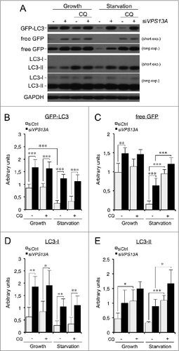 Figure 6. A reduced autophagic flux is observed in VPS13A siRNA-treated cells. (A) GFP-LC3, free GFP, and endogenous LC3-I/-II were analyzed by western blot from control or VPS13A siRNA-treated cells under growth or starvation conditions with or without 5 μM chloroquine (CQ). (B–E) Densitometric quantification showing the mean and the standard deviations of at least 3 independent experiments. The data was normalized against GAPDH. Asterisks indicate the level of significance of the Student t test (* < 0.05; ** < 0.01; *** < 0.001).