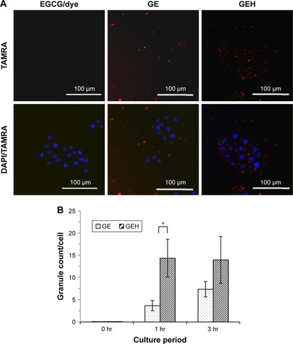 Figure 4 Distribution of dye or dye-conjugated NPs in HCECs.Notes: (A) TAMRA, GE, and GEH taken up by HCECs after 3 hours’ coculture. (B) Quantification of NPs in cells (TAMRA 100 µg/mL, EGCG 20 µg/mL; n=3). *Statistically significant when compared with GEH (P<0.05).Abbreviations: EGCG, epigallocatechin gallate; GE, gelatin–EGCG; GEH, GE with hyaluronic acid coating; hr, hours; NPs, nanoparticles; TAMRA, tetramethylrhodamine.