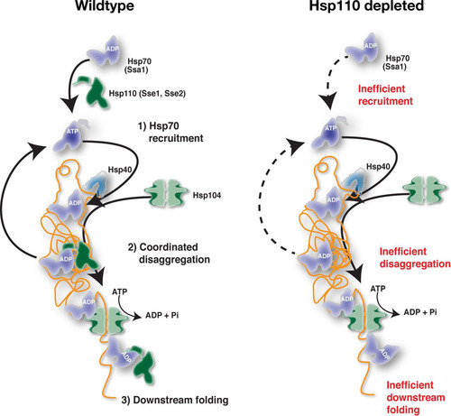 FIG 9 Model for functions of Hsp110 in protein disaggregation. See Discussion for details.