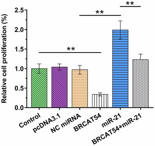 Figure 5. Analysis of the role of BRCAT54 in miR-21 in the proliferation of VS cells. Cells overexpressed with BRCAT54 and/or miR-21 were subjected to cell proliferation analysis through BrdU assays. Data presented were mean±SD values of three biological replicates. **, p < 0.01.