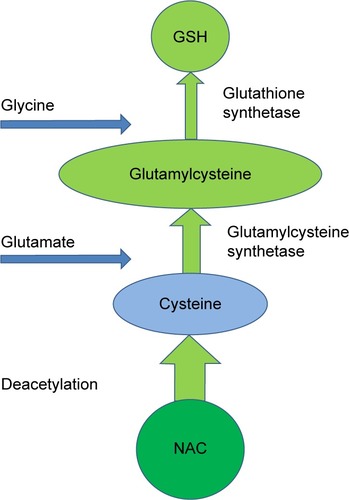 Figure 2 The synthesis of GSH from NAC and its metabolites.