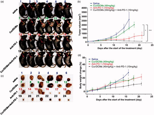 Figure 6. In vivo antitumor efficacy. (a) Photographs of MC-38 tumor bearing mice, euthanized at different endpoints. (b) Tumor growth curves in different groups after treatments. Each point represents the mean of tumor volume ± standard error, n = 6, *p< 0.05, ***p< 0.001. (c) Extracted tumors after mice were euthanized at different endpoints. (d) Body weight change (%) of mice after various treatments.