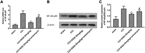 Figure 7 Effect of p38MAPK agonist anisomycin on NF-κB in spinal cord of CCI rats. (A) RT-PCR analysis of NF - κ B p65 mRNA levels in spinal dorsal horn. (B) Western blot analysis of NF - κ B p65 protein levels in spinal dorsal horn. (C) Densitometry analysis of NF - κ B p65 protein levels in spinal dorsal horn. Data are shown as mean ± SD, n = 3. Compared with sham operation group (*P < 0.05), compared with CCI group (#P < 0.05).