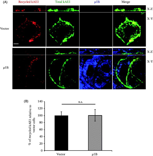 Figure 6. µ1B expression has no effect on kAE1 recycling rate. (A), Polarized LLC-PK1 cells stably expressing kAE1-myc or both kAE1-myc and µ1B-HA were incubated with anti-myc antibody for 1 h at 37 °C, then washed with acetate buffer (pH 3) prior to reincubation again at 37 °C for 90 min to induce protein recycling. The cells were fixed, incubated with Cy3-coupled antibody (red), permeablized before incubation with anti HA antibody followed by Alexa488-coupled antibody (shown in blue). Anti-myc antibody was added again followed by Dylight 649-coupled antibody to detect the total kAE1 (shown in green). Bar = 5 μm. (B), Histogram representing percentage of recycled kAE1 in the presence of µ1B relative to vector-transfected cells. Mean fluorescence intensities for at least 50 cells for each condition from 3 independent experiments were measured using Volocity image analysis program. Bars correspond to means ± SEM. There was no significant difference between the 2 sets of values (n.s.).